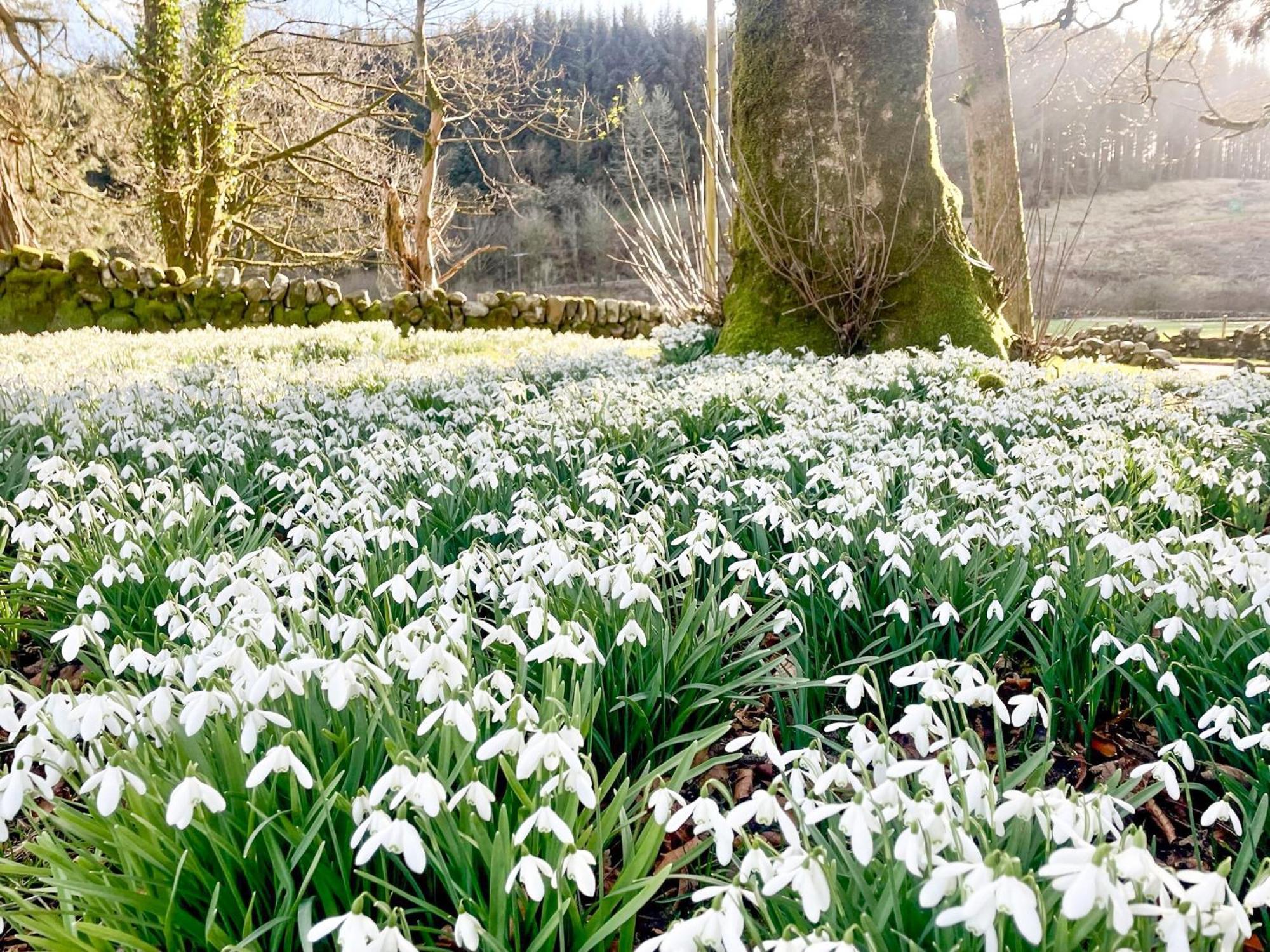 Mossdale Cottage Dalmellington Dış mekan fotoğraf